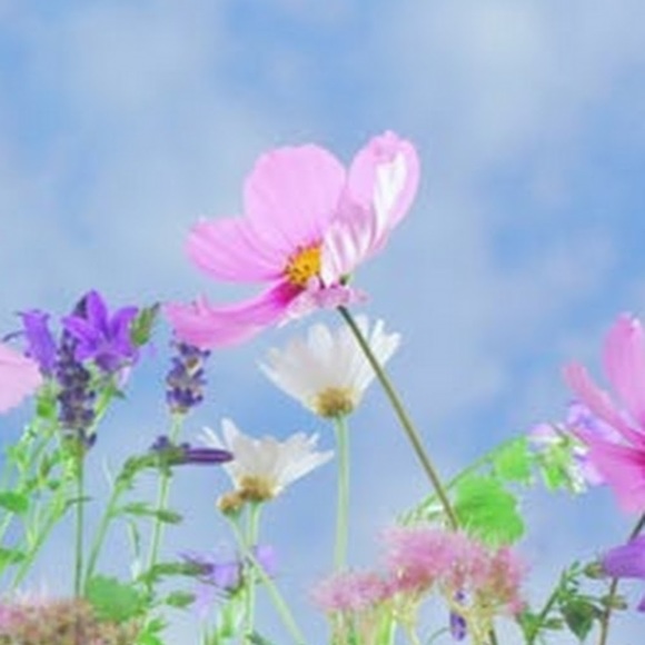 Meet your Posher, Riley - Picture 1 of 1